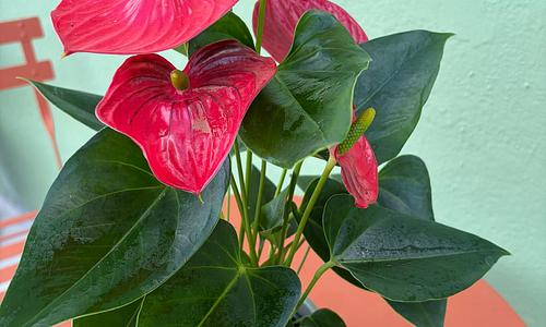 Planta de Anturio