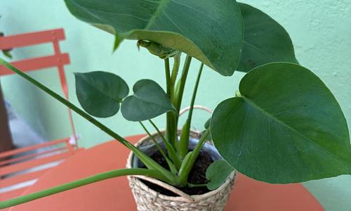 Planta Monstera