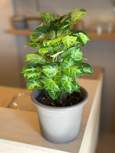 Pixie Plant