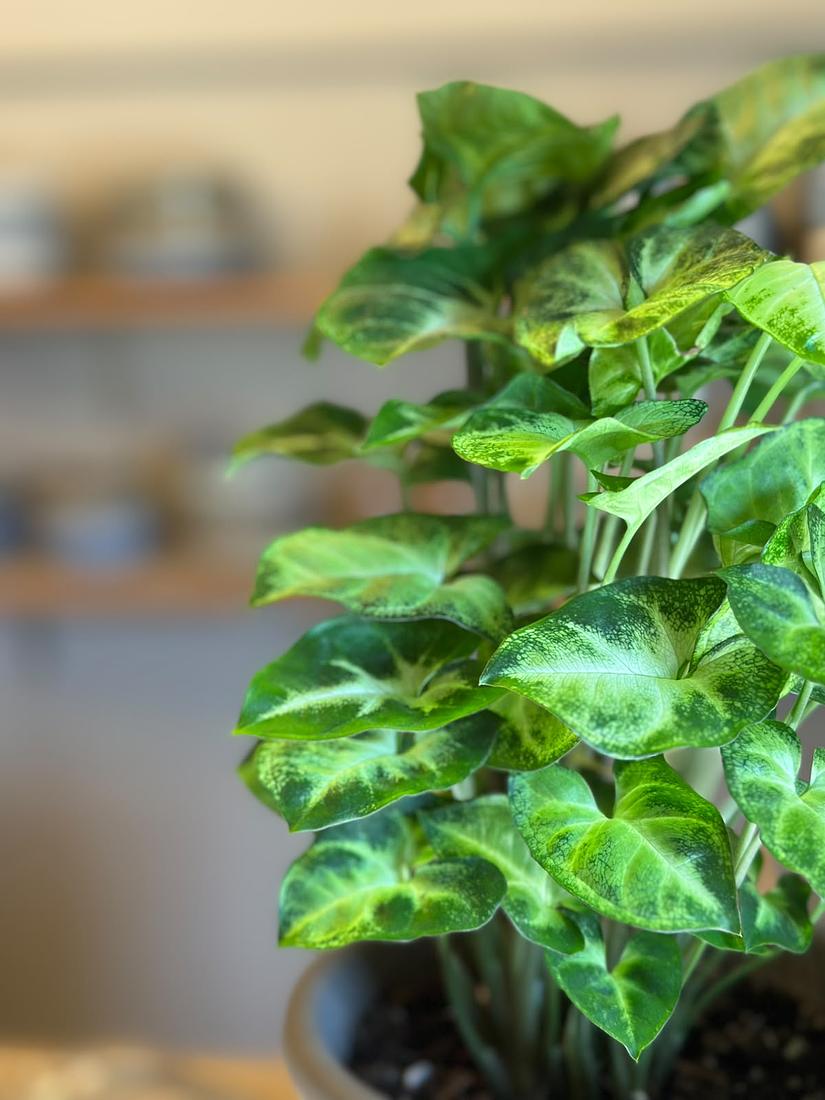 Pixie Plant