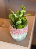 Asplenium nidus Plant 1