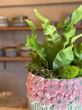 Asplenium nidus Plant 2