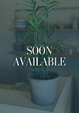 Parlor Palm 1