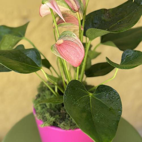 Anthurium Plant 