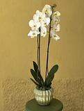 Orquídea en maceta 1