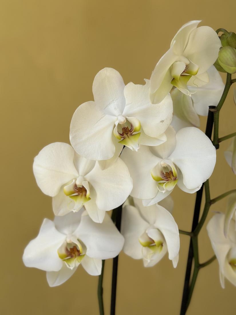 Orquídea en maceta