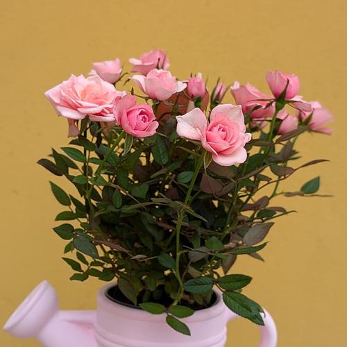 Rose Plant