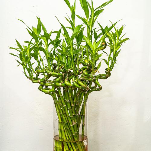 Lucky Bamboo