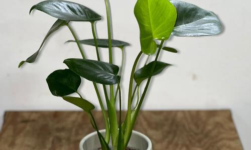 Monstera Plant